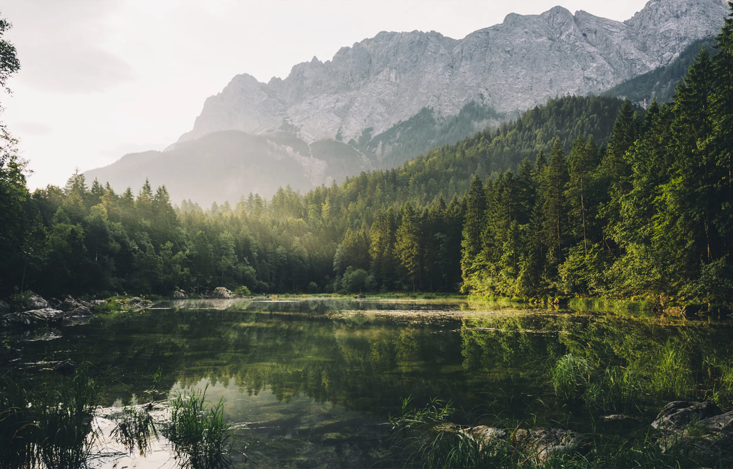 Forest Pond