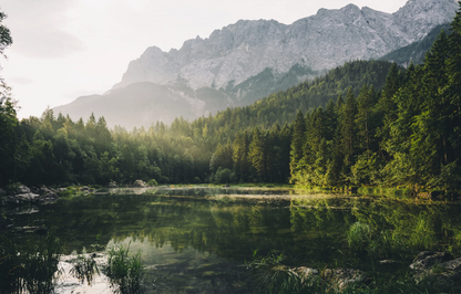 Forest Pond